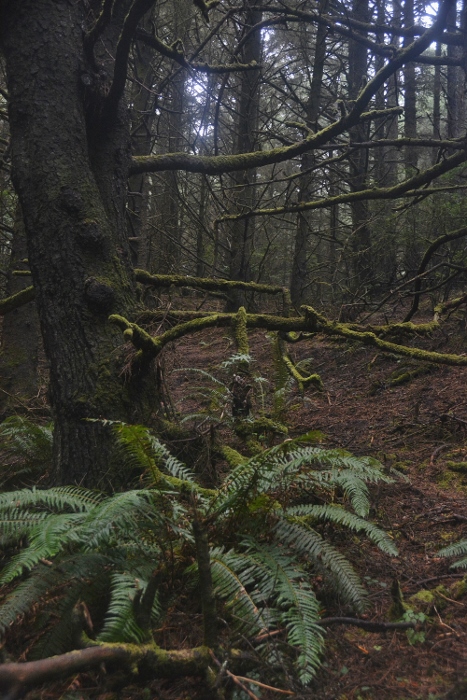 road darkened by trees